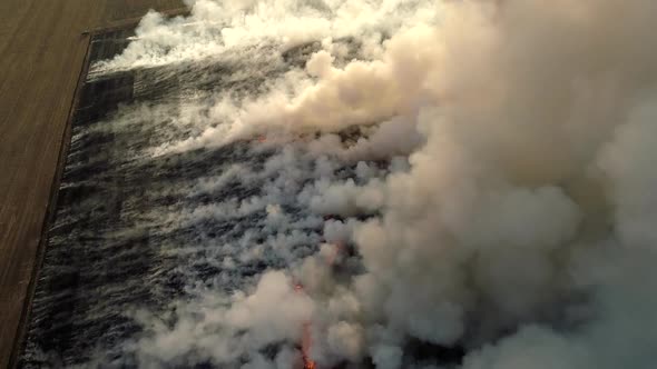 Aerial View From Drone Farmer Burning Dry Grass, Fire in a Field Aerial View, Fire on Autumn Fields