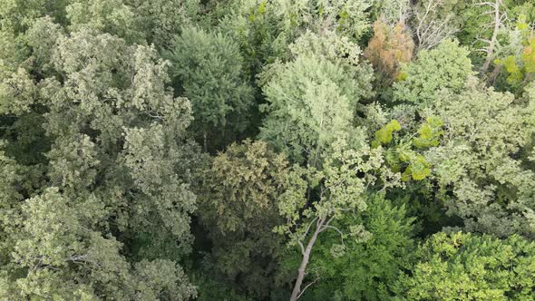 Aerial View of Green Forest in Summer. Ukraine