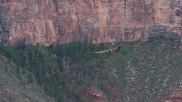 Red-tailed hawk at Grand Canyon South Rim, Arizona, USA