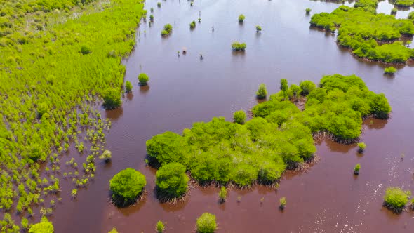 Green Mangroves