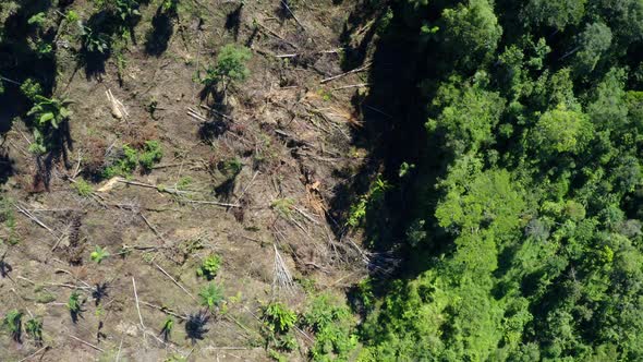 Aerial view over the separation line between deforestation and tropical forest