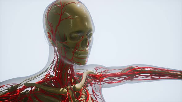 Science Anatomy of Human Blood Vessels