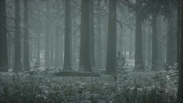 Winter Snow-covered Forest on a Cloudy Day