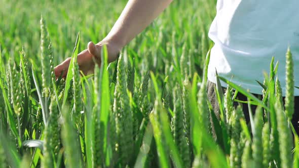 Childs Hand Touching Green Ears of Wheat at Sunset