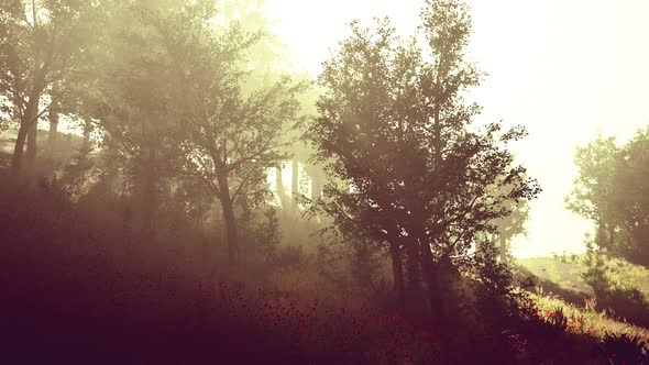 Sun is Shining Through the Trees in a Young Forest Timelapse