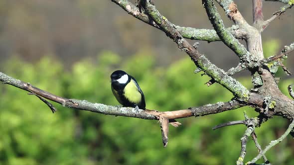 Tit (Parus) flies to a branch. Slow motion