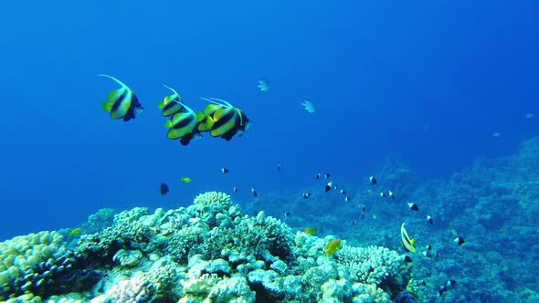 Butterfly Fish (Heniochus Intermedius) Close Up in the Red Sea Slow Mo