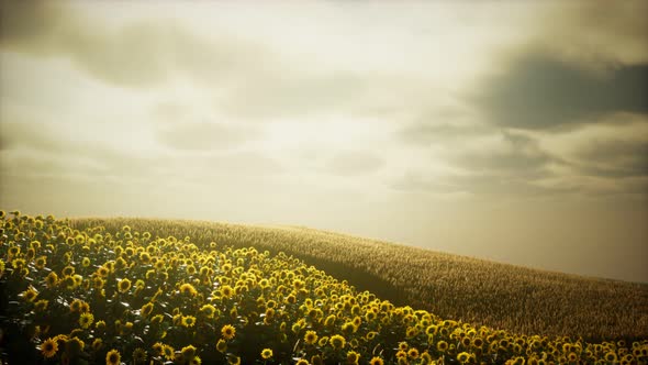 Sunflower Field and Cloudy Sky