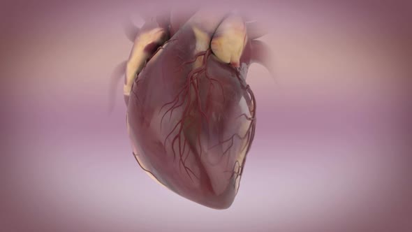 Human heart, realistic anatomy 3d model of human heart on the monitor