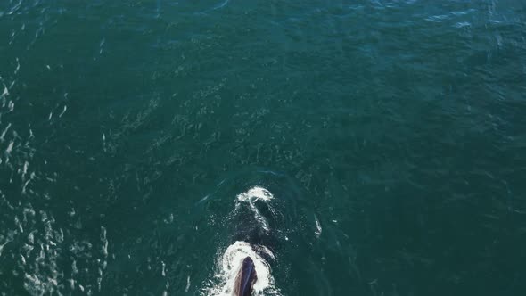 Aerial view of a sperm whale in South Africa.