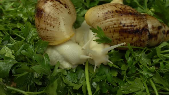 African giant snails