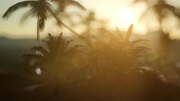 View of the Palm Trees in Fog