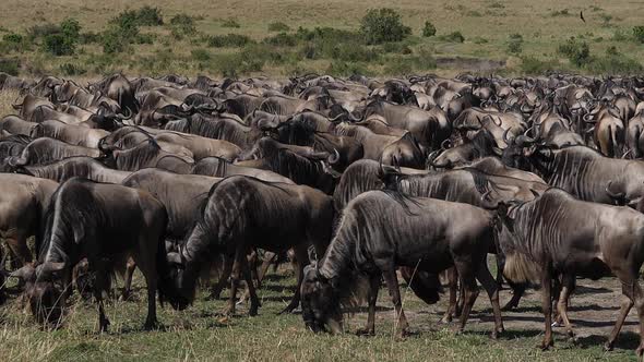 Blue Wildebeest, connochaetes taurinus, Herd during Migration, Masai Mara park in Kenya, slow motion