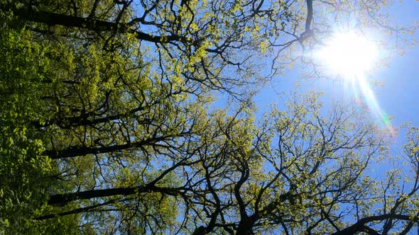 Vertical Video of the Forest in the Spring on a Sunny Day