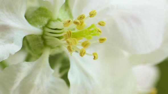 Gorgeous macro close up of a beautiful apple blossom