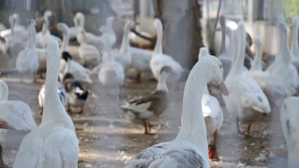 Group Of White Domestic Geese At Poultry Farm Enclosure. Slow Motion