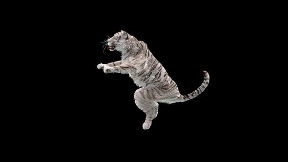 White Tiger HD