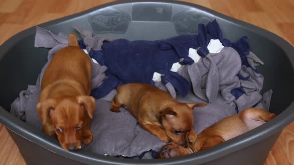 Three Cute Puppies on a Dog Bed Play Together Amicably