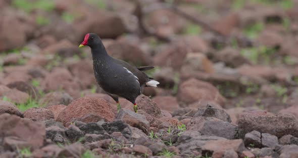 Common Moorhen walking towards the camera over the rocks on a early morning