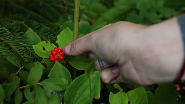 Hand Pick Cornus Canadensis Fruits