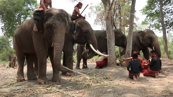 Mahout and Elephants Training in the forest of Thailand.