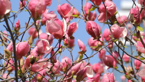 Magnolia Flowers Blossom