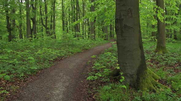 Footpath in forest, Hainich National Park, Thuringia, Germany