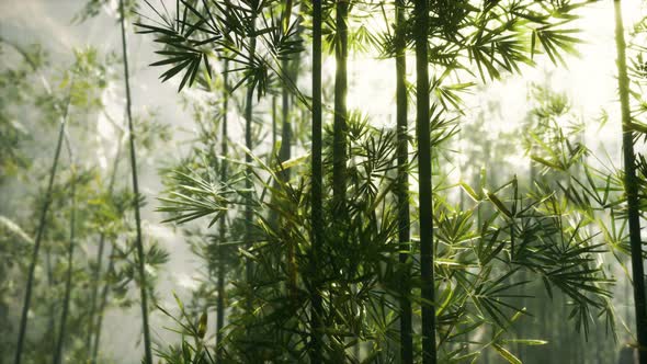 Green Bamboo Forest with Morning Sunlight