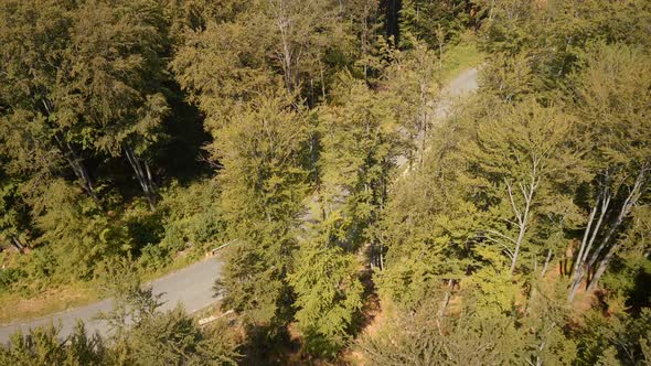 Aerial view of a forest road