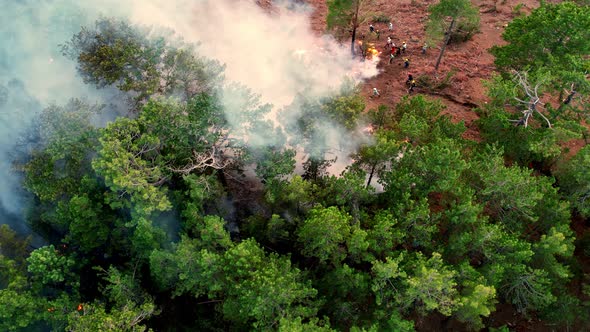 Natural Disaster, Forest Fire