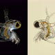 zooplankton under a microscope, the predatory water flea Polyphemus pediculus - VideoHive Item for Sale