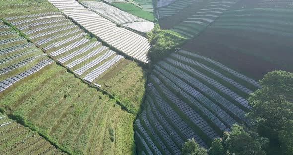 Aerial flyover plantation fields downhill and border between sunlight and shadow in Asia