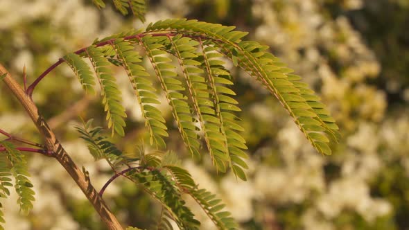 Branch of Acacia on Defocused Background