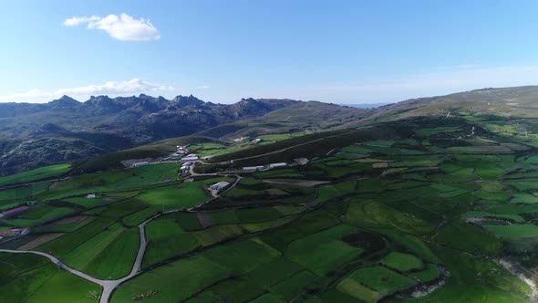 Drone Flies Over Green Agriculture Field