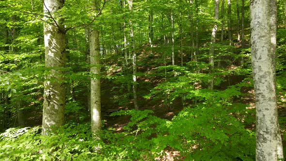 Hornbeam Forest