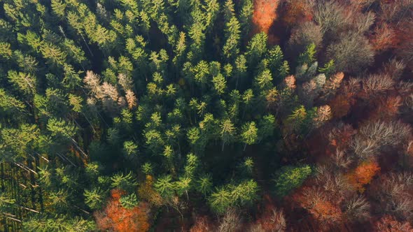 Drone Flying Over Beautiful Autumn Tree Tops, Drone Stock Footage By Drone Rune 2