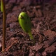 Apple tree seedling sprouting from the earth - VideoHive Item for Sale