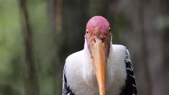 Close up the face of milky stork look
