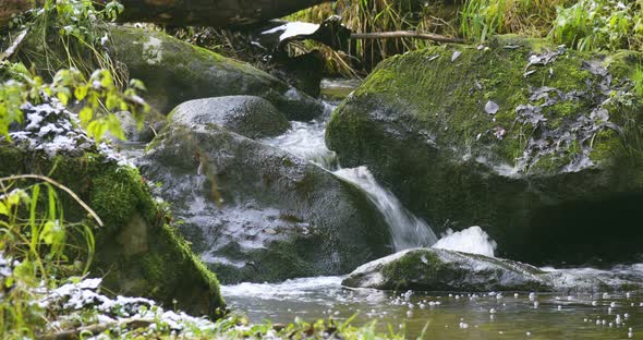 small mountain creek in a woodland