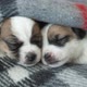 Newborn Puppy Sleeping on Knitted Plaid - VideoHive Item for Sale
