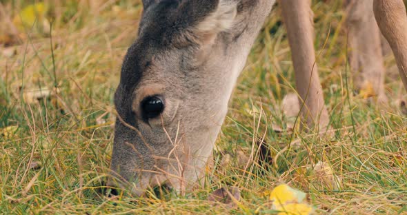 Cute Reindeer on Autumn Meadow at Sunny Day. Beautiful Reindeer Chewing Grass