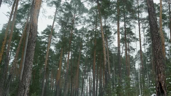 Winter Forest With Falling Snow