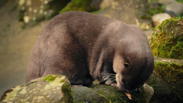 Otter Eating On Rocks By River