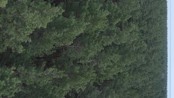 Vertical Video of Pine Forest Aerial View Slow Motion