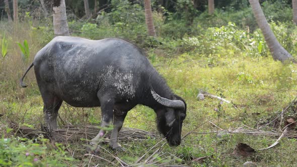 A black Water Buffalo feeding on healthy, lush, green grass in a farm in Thailand - Wide shot