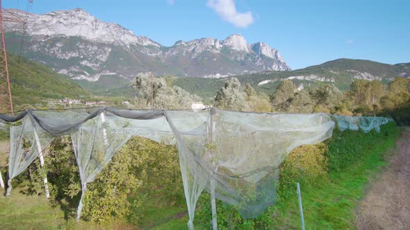 Lush Apple Trees Grow Under Protection Net Against Mountains