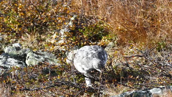 Ptarmigan bird looking for food 