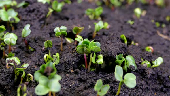 A Green Sprout Climbs Out Through the Crust of the Soil. The Beginning of Plant Life and Spring. New