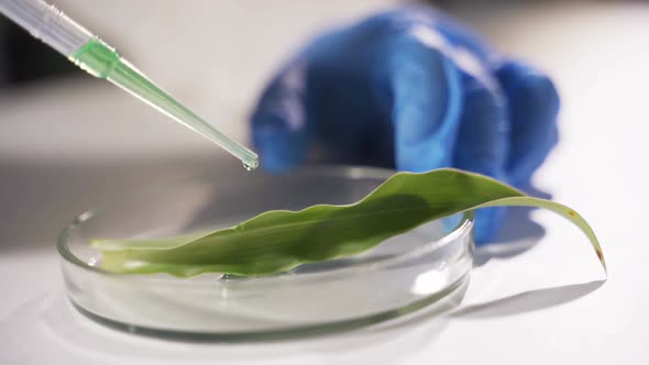 A Scientist in a Modern Laboratory Conducts Research on GMO Plants