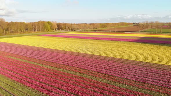 Aerial: Dutch tulip fields in Netherlands countryside, colourful landscape